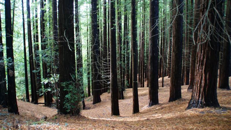 
bosque de secuoyas cantabria, bosque secuoyas cantabria, secuoyas cantabria, secuoyas cabezon de la sal, cabezon de la sal secuoyas, bosque de secuoyas en cantabria, parque de secuoyas cantabria, parque secuoyas cantabria, secuoya cantabria, sequoia cantabria, parque de las secuoyas cantabria, bosque de secuoyas santander, monte cabezón cantabria, bosque secuoya cantabria, parque de secuoyas en cantabria, monte secuoyas cantabria, bosque sequoias cabezon cantabria, bosque secuoyas cantabria rutas, parque natural de secuoyas cantabria