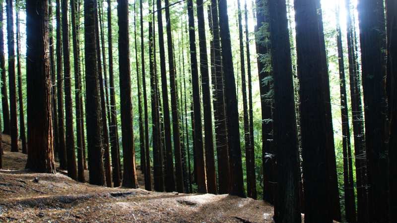 Lee más sobre el artículo Bosque de secuoyas en Cantabria